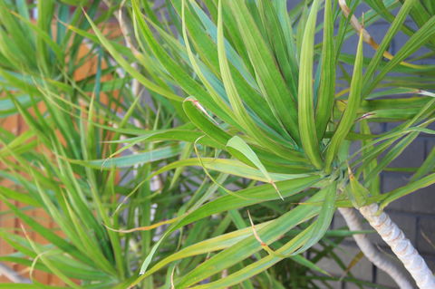 My Port Lincoln Place - Grafton Accommodation 20