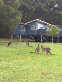 Book Denmark Accommodation Vacations Grafton Accommodation Grafton Accommodation