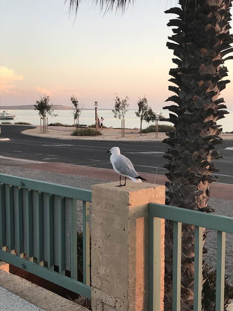 Shark Bay Seafront Apartments - Grafton Accommodation 0