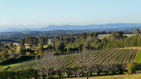 Grapevines Boutique Accommodation - Grafton Accommodation 21