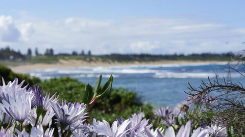 Blue Lagoon Beach Resort - Grafton Accommodation 18