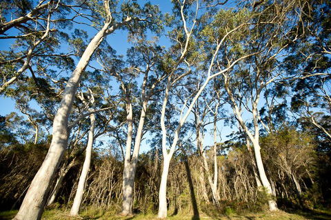 Bush & Bay Cottage - Grafton Accommodation 28