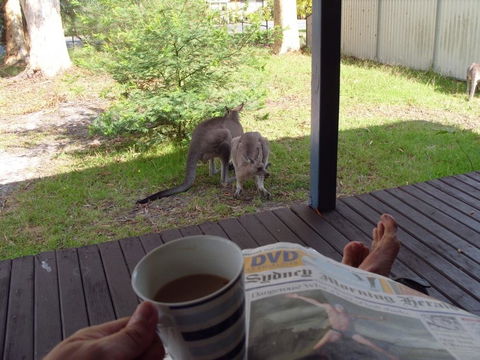 Bush & Bay Cottage - Grafton Accommodation 29