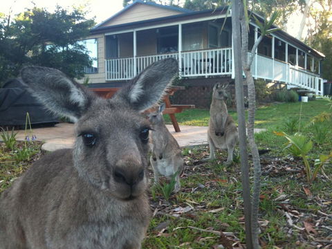 Bush & Bay Cottage - Grafton Accommodation 0