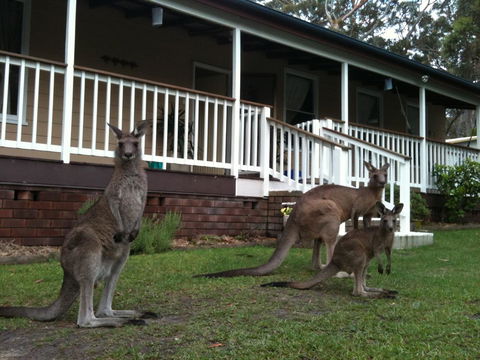 Bush & Bay Cottage - Grafton Accommodation 30
