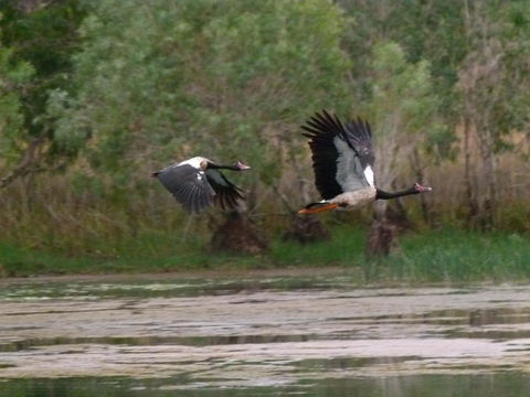 Mercure Kakadu Crocodile - Grafton Accommodation 31