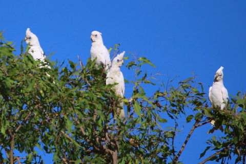 Aurora Kakadu Lodge - Grafton Accommodation 9