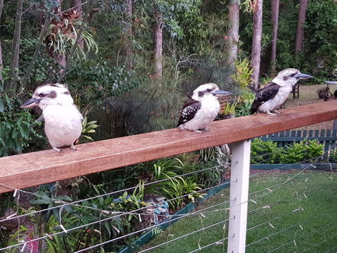 Buderim Forest Hideaway - Grafton Accommodation 1