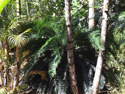 Bunya Cottage - Grafton Accommodation 1