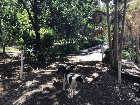 Bunya Cottage - Grafton Accommodation 3