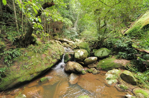 Cabbage Tree Farm - Seclusion And Tranquillity! - Grafton Accommodation 1