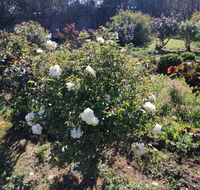 Carisbrook Country Retreat Motel - Grafton Accommodation
