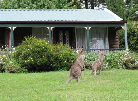 Cedar Lodge Cabins - Grafton Accommodation 0