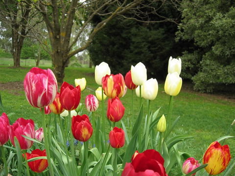 Clifton Gardens B&B - Grafton Accommodation 1