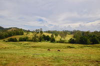Book Kandanga Accommodation Vacations Grafton Accommodation Grafton Accommodation