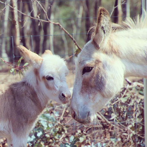 Donkey Tales Farm Cottages - Grafton Accommodation 3