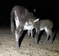 Donkey Tales Farm Cottages - Grafton Accommodation