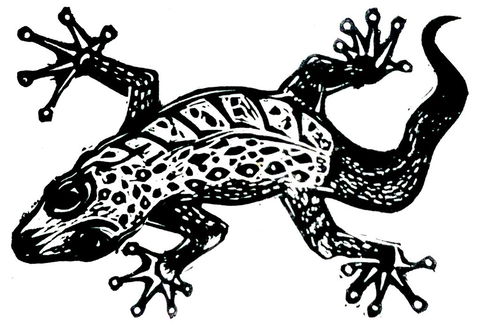 Gecko Guest House - Grafton Accommodation 3