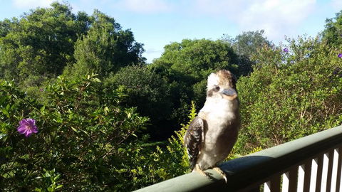 Gumtree House Montville - Grafton Accommodation 3