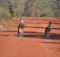Gundabooka National Park Cottages - Grafton Accommodation