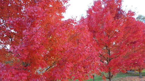 HEALESVILLE GETAWAY - Grafton Accommodation 0