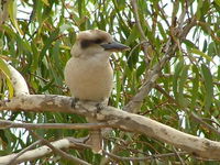Book Officer Accommodation Vacations Grafton Accommodation Grafton Accommodation