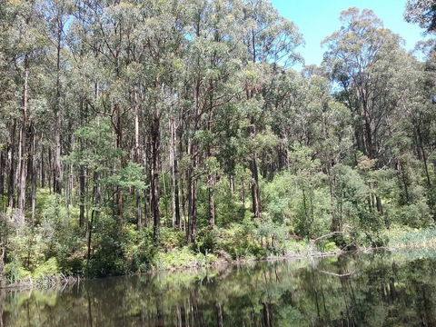 Lyrebird Gully Retreat - Grafton Accommodation 2