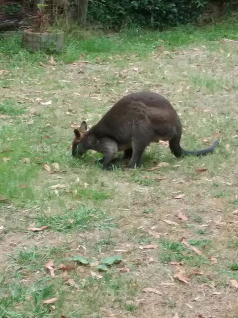 Lyrebird Gully Retreat - Grafton Accommodation 1