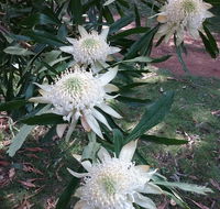 Lyrebird Gully Retreat - Grafton Accommodation