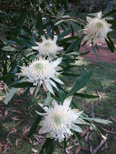 Lyrebird Gully Retreat - Grafton Accommodation 0