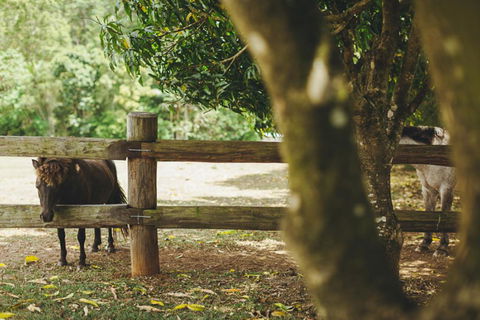 Mango Hill Farm - Grafton Accommodation 2