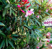 Mercury motor inn - Grafton Accommodation
