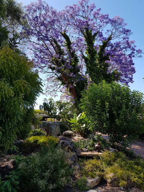Jacaranda Hideaway Bed & Breakfast - Grafton Accommodation 10