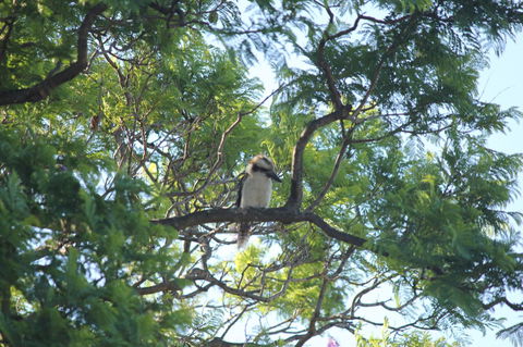 Jacaranda Hideaway Bed & Breakfast - Grafton Accommodation 0
