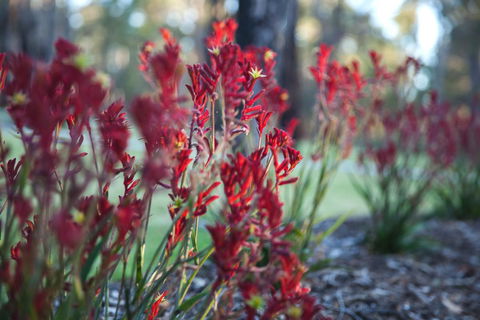 Amaroo Retreat & Spa - Grafton Accommodation 16