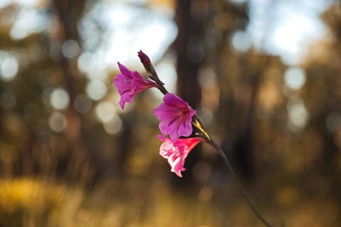 Amaroo Retreat & Spa - Grafton Accommodation 14