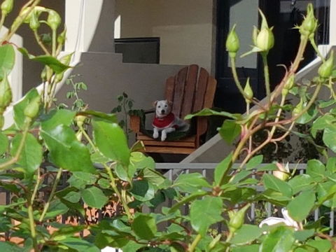 Como Executive Apartment - Grafton Accommodation 17