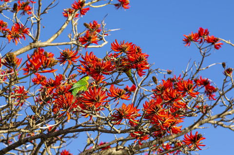 Como Executive Apartment - Grafton Accommodation 19