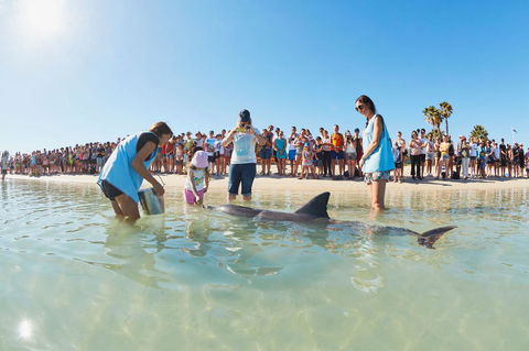 RAC Monkey Mia Dolphin Resort - Grafton Accommodation 2