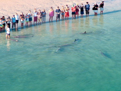 RAC Monkey Mia Dolphin Resort - Grafton Accommodation 4