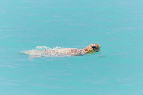 RAC Monkey Mia Dolphin Resort - Grafton Accommodation 20