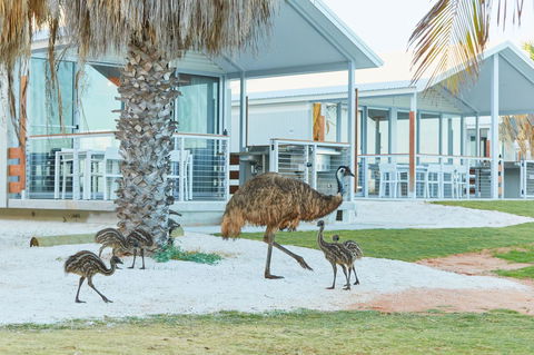 RAC Monkey Mia Dolphin Resort - Grafton Accommodation 15