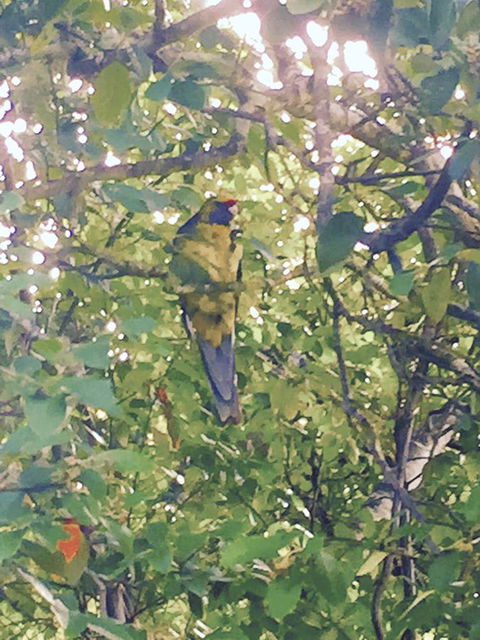 Wandering Geese Boutique Bed And Breakfast - Grafton Accommodation 24