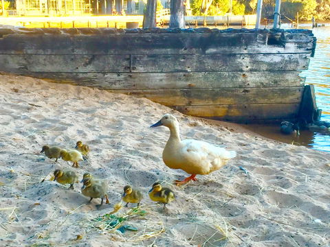 Wandering Geese Boutique Bed And Breakfast - Grafton Accommodation 3