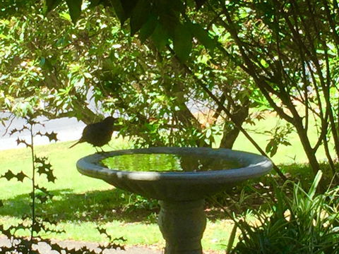 Wandering Geese Boutique Bed And Breakfast - Grafton Accommodation 19