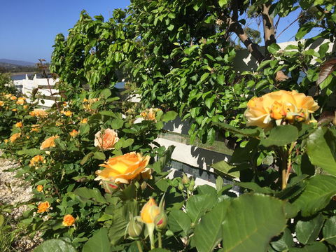 Garden By The Beach - Gateway To The East Coast, Close To Airport - Grafton Accommodation 25