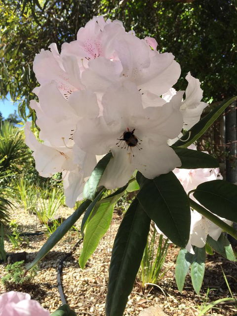 Garden By The Beach - Gateway To The East Coast, Close To Airport - Grafton Accommodation 14