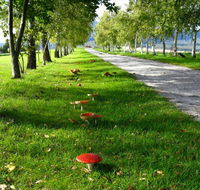 Plovers Ridge Country Retreat - Grafton Accommodation