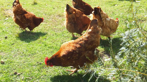 Eureka Farm - Grafton Accommodation 27