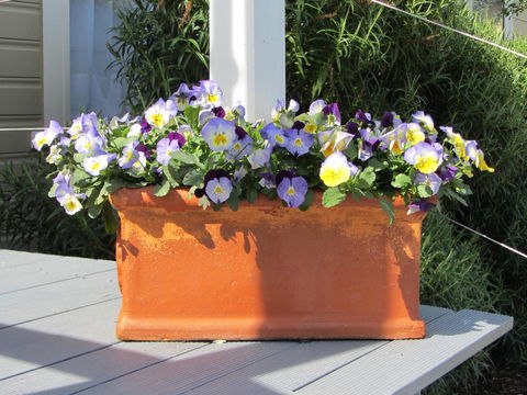 Elm Trees Accommodation @ Ross - Grafton Accommodation 27